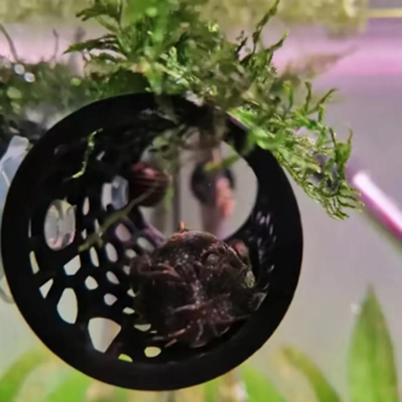 Aquarium Fish Games - Aquarium Fish Tunnel Toys Betta Fish