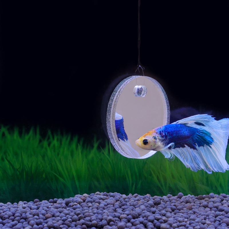 Aquarium Fish Games - Fish Exercise Mirror Promotes Natural Territorial