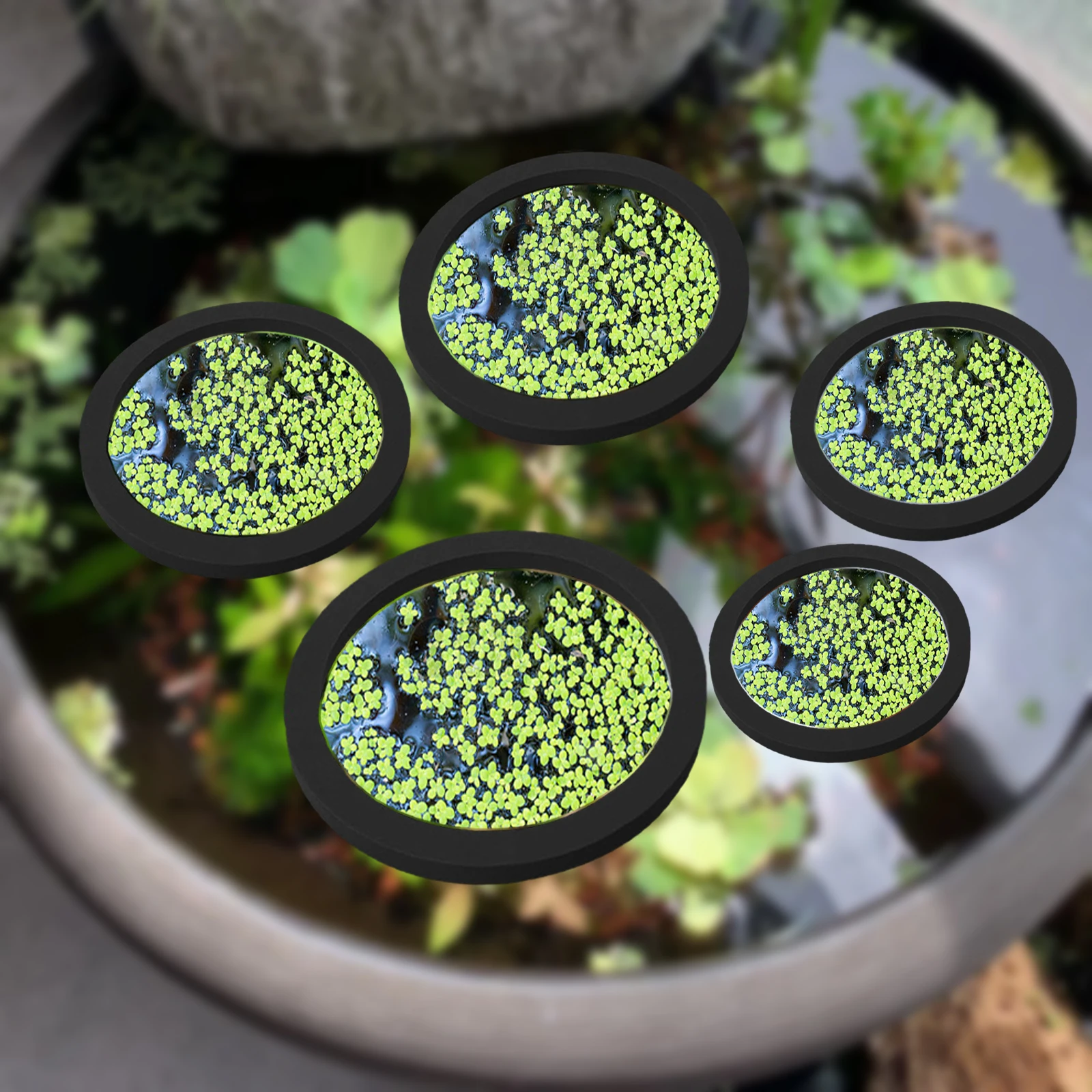 5Pcs EVA Fish Feeding Ring Aqu - Aquarium Fish Breeding のレビューと価格