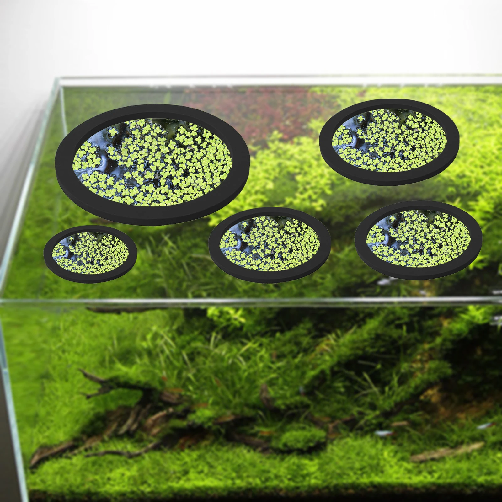 5Pcs EVA Fish Feeding Ring Aqu - Aquarium Fish Breeding のレビューと価格