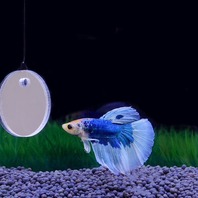 Fish Exercise Mirror Promotes  - Aquarium Fish Games のレビューと価格